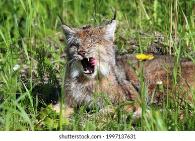 Lynx At Dyea Skagway Alaska