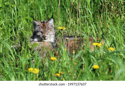 Lynx At Dyea Skagway Alaska