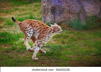 Lynx Fast Running