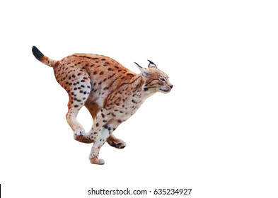 Lynx Fast Running Isolated On White