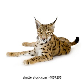 10,468 Lynx Isolated Images, Stock Photos & Vectors | Shutterstock