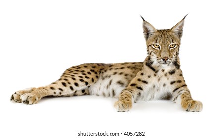 12,576 Lynx white background Images, Stock Photos & Vectors | Shutterstock