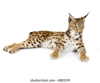 Lynx Front White Background Stock Photo 4083199 