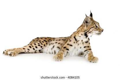 Lynx Front White Background Stock Photo (Edit Now) 4084651