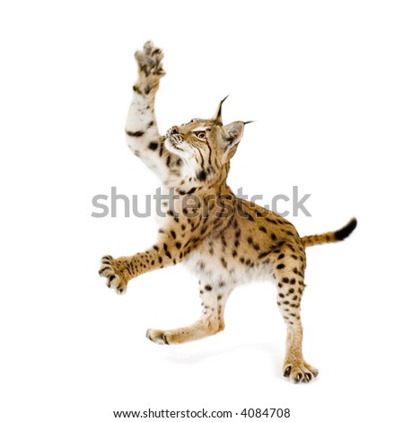 Lynx in front of a white background