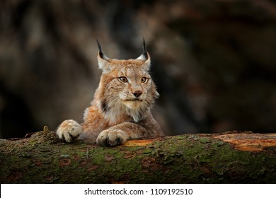 Lynx In Green Forest With Tree Trunk. Wildlife Scene From Nature. Playing Eurasian Lynx, Animal Behaviour In Habitat. Wild Cat From Germany. Wild Bobcat Between The Trees. 