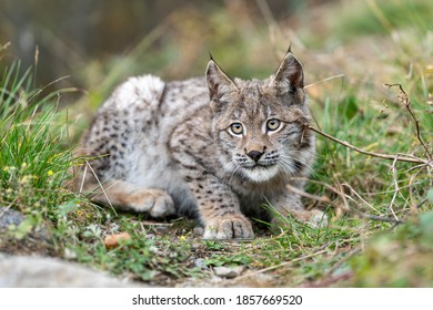 Lynx In Green Forest With Tree Trunk. Wildlife Scene From Nature. Playing Eurasian Lynx, Animal Behaviour In Habitat. Wild Cat From Germany. Wild Bobcat Between The Trees