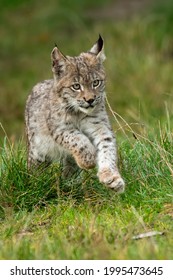 Lynx in green forest with tree trunk. Wildlife scene from nature. Playing Eurasian lynx, animal behaviour in habitat. Wild cat from Germany. Wild Bobcat between the trees - Shutterstock ID 1995473645