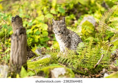 Lynx in green forest with tree trunk. Wildlife scene from nature. Playing Eurasian lynx, animal behaviour in habitat. Wild cat from Germany. Wild Bobcat between the trees - Powered by Shutterstock