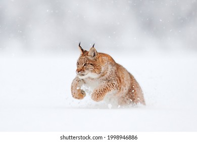 Lynx Hunting Jump, Winter Wildlife. Cute Big Cat In Habitat, Cold Condition. Snowy Forest With Beautiful Animal Wild Lynx, Germany. Eurasian Lynx Nature Running, Wild Cat In The Forest With Snow. 