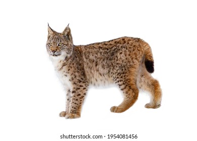 Lynx isolated on white background. Young Eurasian lynx, Lynx lynx, walks in forest having snowflakes on fur. Beautiful wild cat in nature. Cute animal with spotted orange fur. Beast of prey. - Shutterstock ID 1954081456