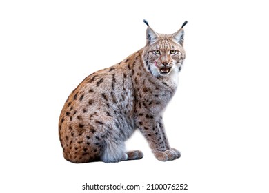 Lynx isolated on white background. Eurasian lynx, Lynx lynx, sits on rock on forest meadow. Beautiful bobcat in winter season. Cute wild big cat licks on its nose. Wildlife nature habitat.
