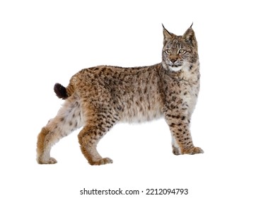 Lynx isolated on white background. Young Eurasian lynx, Lynx lynx, walks in forest having snowflakes on fur. Beautiful wild cat in nature. Cute animal with spotted orange fur. Beast of prey.