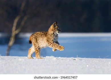 Lynx Jump. Young Eurasian Lynx, Lynx Lynx, Running On Snowy Meadow In Frosty Morning. Pure Winter Fun Of Beautiful Animal With Spotted Orange Fur. Beast Of Prey In Winter Nature. Playful Cub.