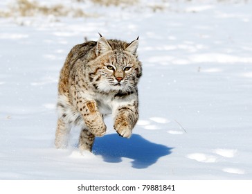 Lynx Jumping In Fresh Snow