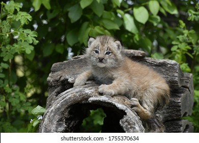 baby canadian lynx