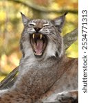 the lynx lies and yawns with its mouth wide open