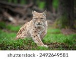 A lynx, a medium-sized wild cat with pointed ears and fur, sits in the grass in the forest. The lynx looks for potential prey or threats in its natural habitat