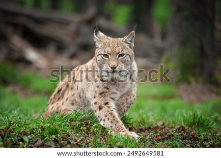 A lynx, a medium-sized wild cat with pointed ears and fur, sits in the grass in the forest. The lynx looks for potential prey or threats in its natural habitat