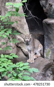 Lynx In Minnesota