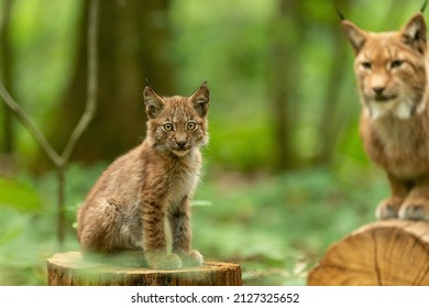 Lynx mom and cub sit on log