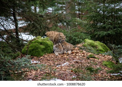 Lynx mother with two cubs in Bavarian Forest National Park. - Shutterstock ID 1008878620