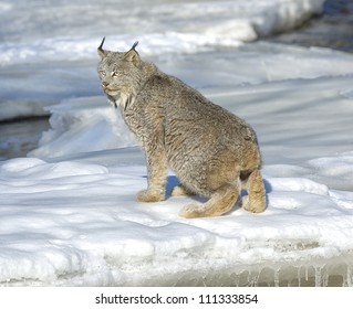 Lynx On Frozen Minnesota River