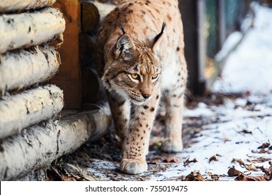 Lynx On The Snow