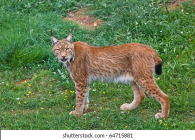 Lynx Pardinus In A Wild Life Park