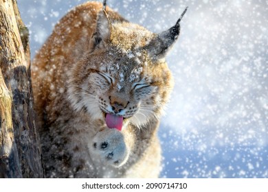 Lynx Portrait In The Snow. Wildlife Scene From Winter Nature. Wild Animal In The Natural Habitat