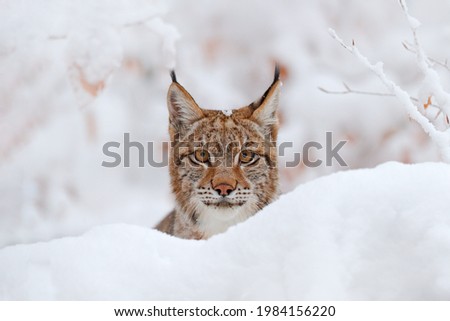 Lynx portrait, winter wildlife. Cute big cat in habitat, cold condition. Snowy forest with beautiful animal wild lynx, Germany. Eurasian Lynx nature habitat, wild cat in the forest with snow. 