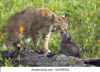 Lynx Rufus, Bobcat, Minnesota, USA