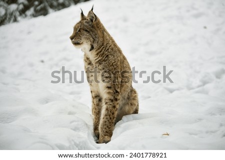 a lynx sitting on the ground observes its surroundings