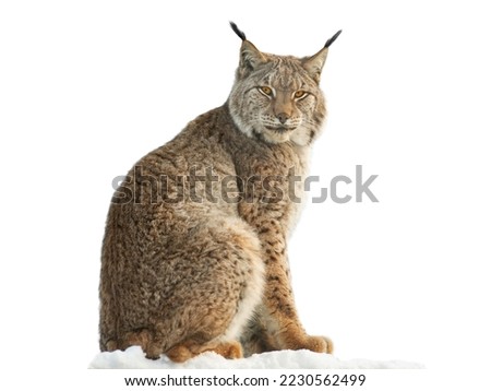 lynx sitting on snow isolated on white background