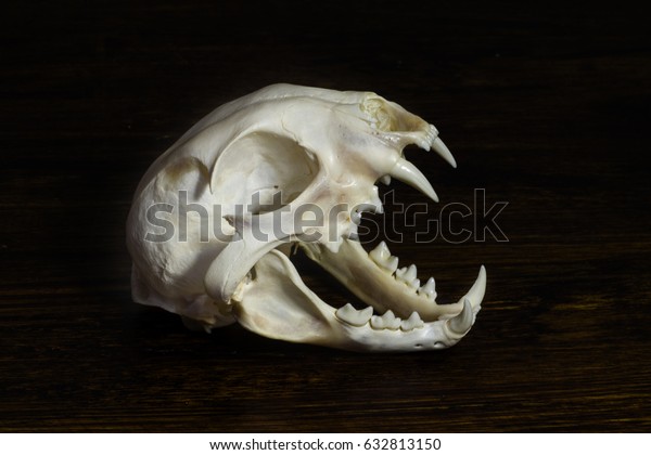 Lynx Cat Skull with all top teeth cleaned by coyote trapper, Bobcat Skull 