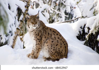 Lynx Lynx In The Snow...