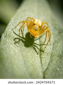 A Lynx spider casting a shadow and looking fearsome in this macro photo in a suburban garden on the Gold Coast in Queensland, Australia.