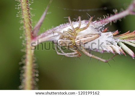 A lynx spider is looking for the egg mass