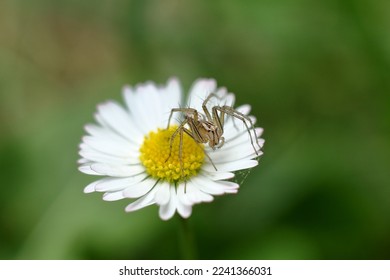 Lynx Spider (Oxyopes mundulus) resting on a field Daisy. - Powered by Shutterstock