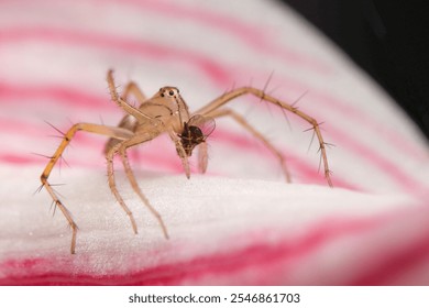 Lynx spider with its prey on pink petals  - Powered by Shutterstock