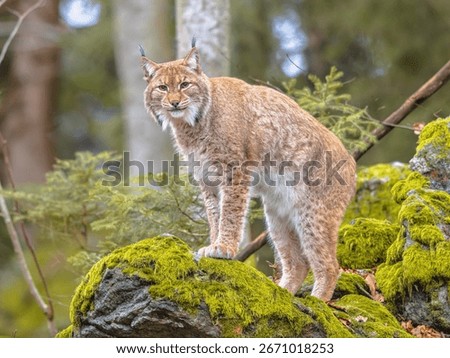 Lynx (Lynx lynx) This Medium sized Eurasian Predatory Cat is native to Siberia, Central, East, and Southern Asia, North, Central and Eastern Europe. Resting in Winter landscape in natural forest