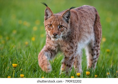 Lynx lynx wildlife Slovakia - Shutterstock ID 790932202