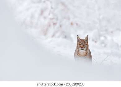 Lynx, Winter Wildlife. Cute Big Cat In Habitat, Cold Condition. Snowy Forest With Beautiful Animal Wild Lynx, Poland. Eurasian Lynx Nature Running, Wild Cat In The Forest With Snow. 