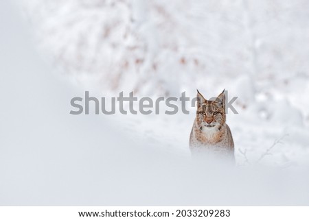Lynx, winter wildlife. Cute big cat in habitat, cold condition. Snowy forest with beautiful animal wild lynx, Poland. Eurasian Lynx nature running, wild cat in the forest with snow. 