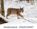 Lynx in winter. Young Eurasian lynx, Lynx lynx, walks in snowy beech forest. Beautiful wild cat in nature. Cute animal with spotted orange fur. Beast of prey in frosty day. Predator in habitat.