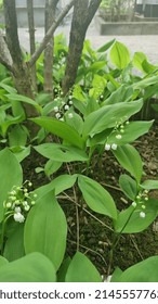 Lyon France - April 2022 - Lily Of The Valley 