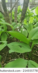 Lyon France - April 2022 - Lily Of The Valley 