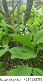 Lyon France - April 2022 - Lily Of The Valley 