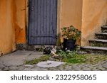Lyon, France - November 11th 2021 : Focus on a cat installed in a yard. He seems to be standing in front of his house. He watches a bird, located off-screen.
