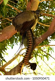 Lyre Bird On A Branch